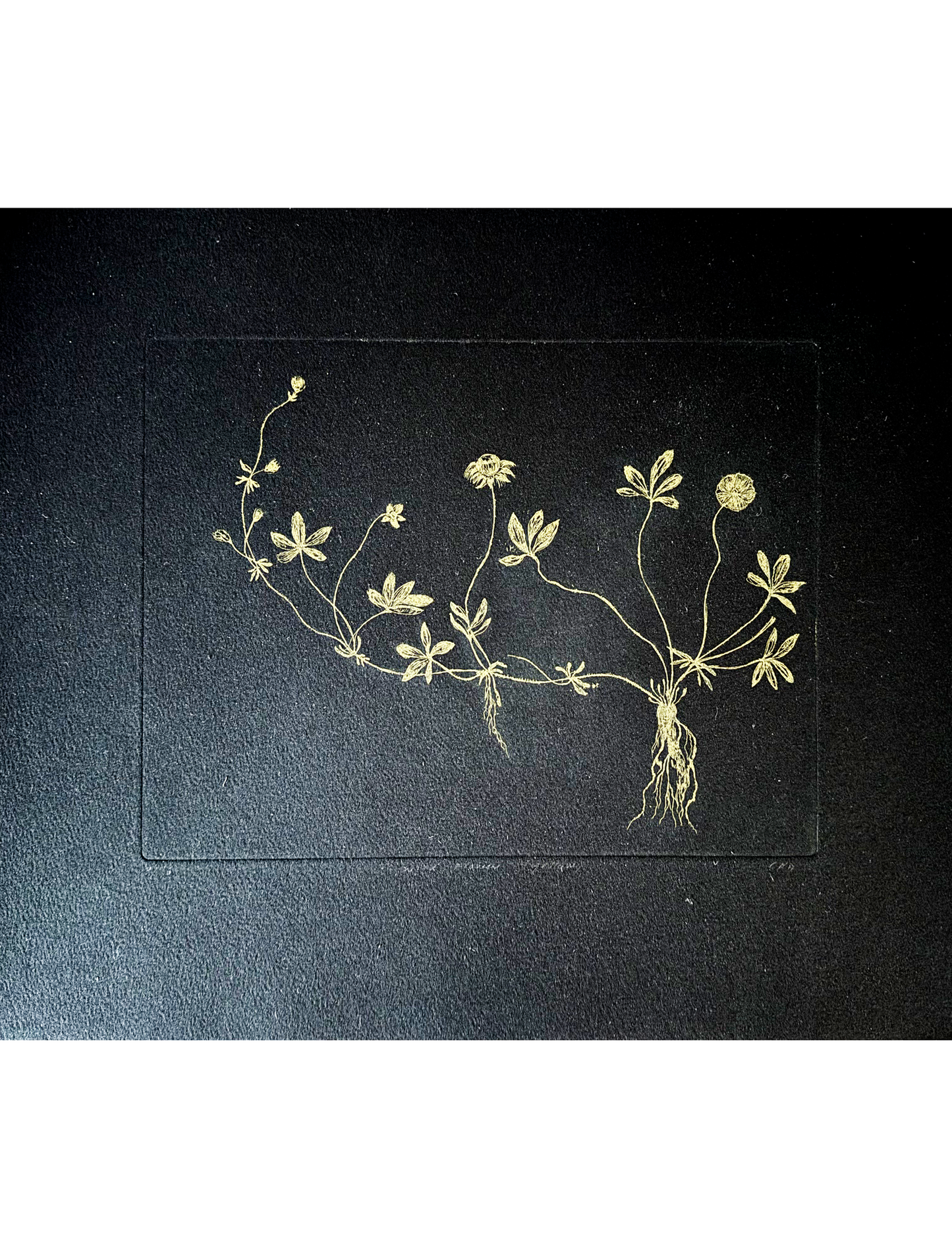Etching (Wild flower)