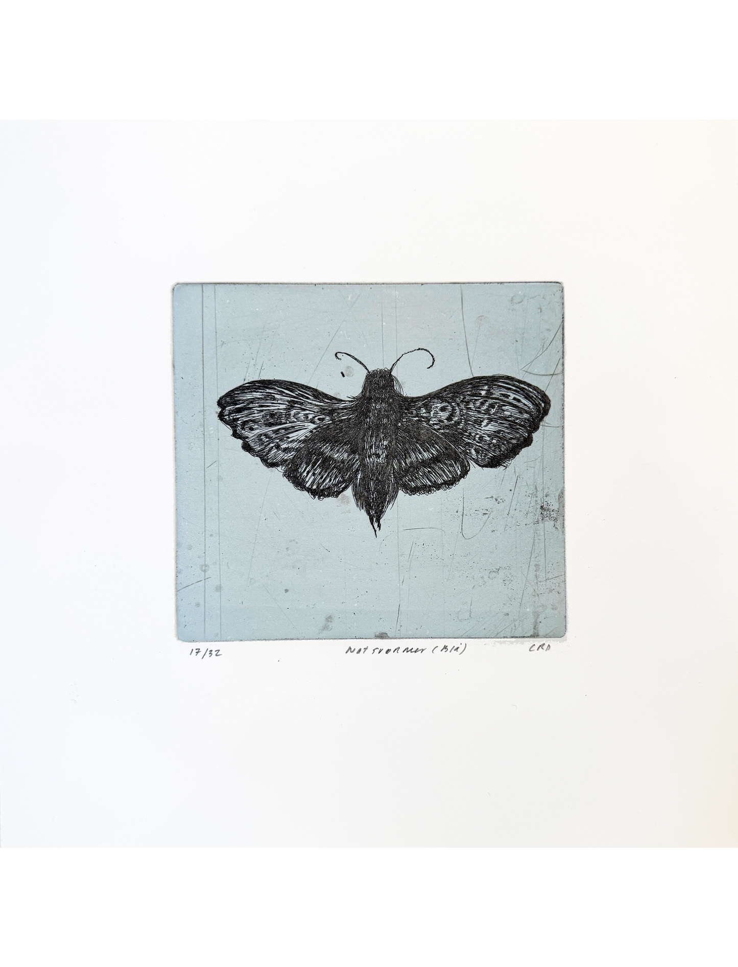 Etching (Natsværmer blå)