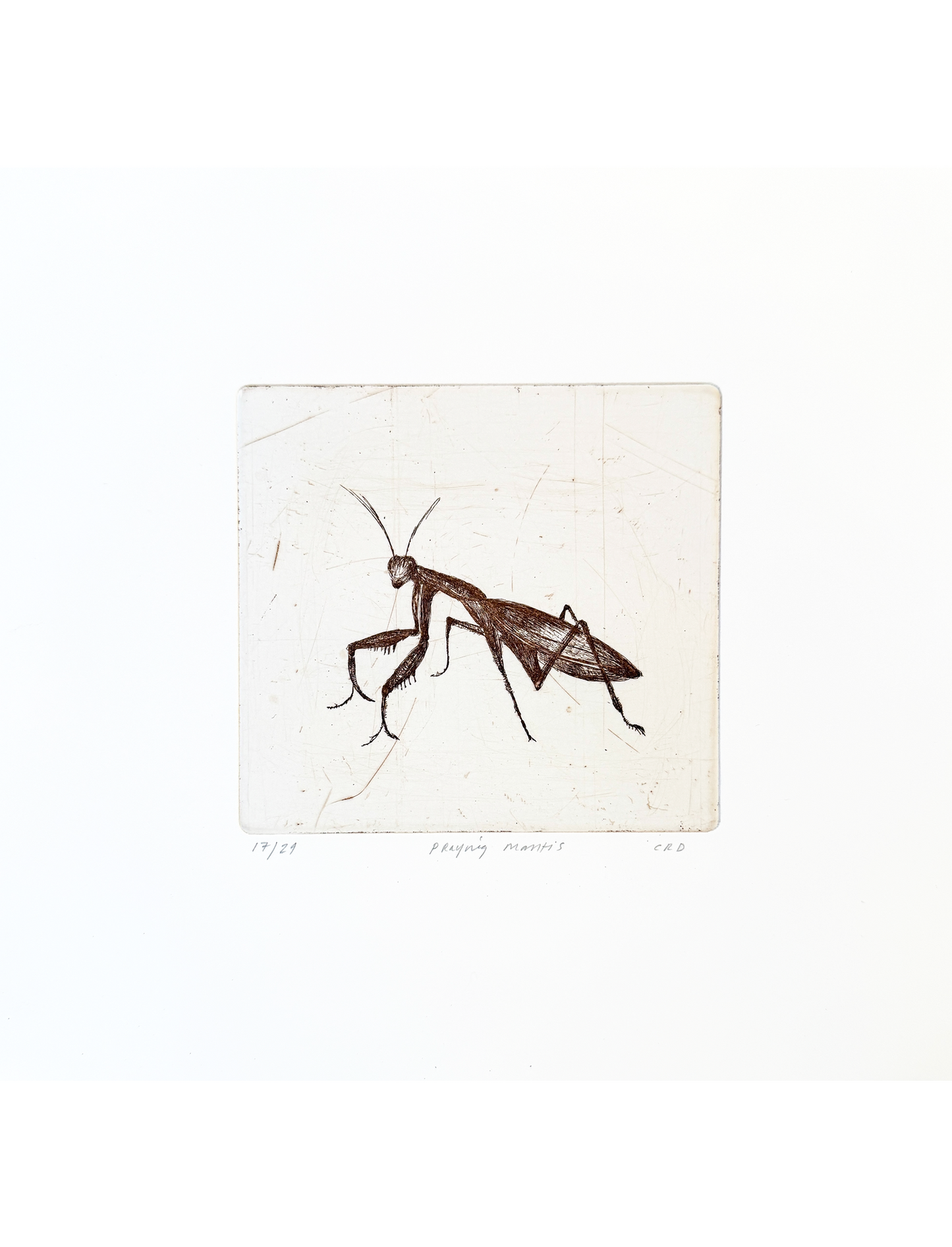 Etching (Praying Mantis)