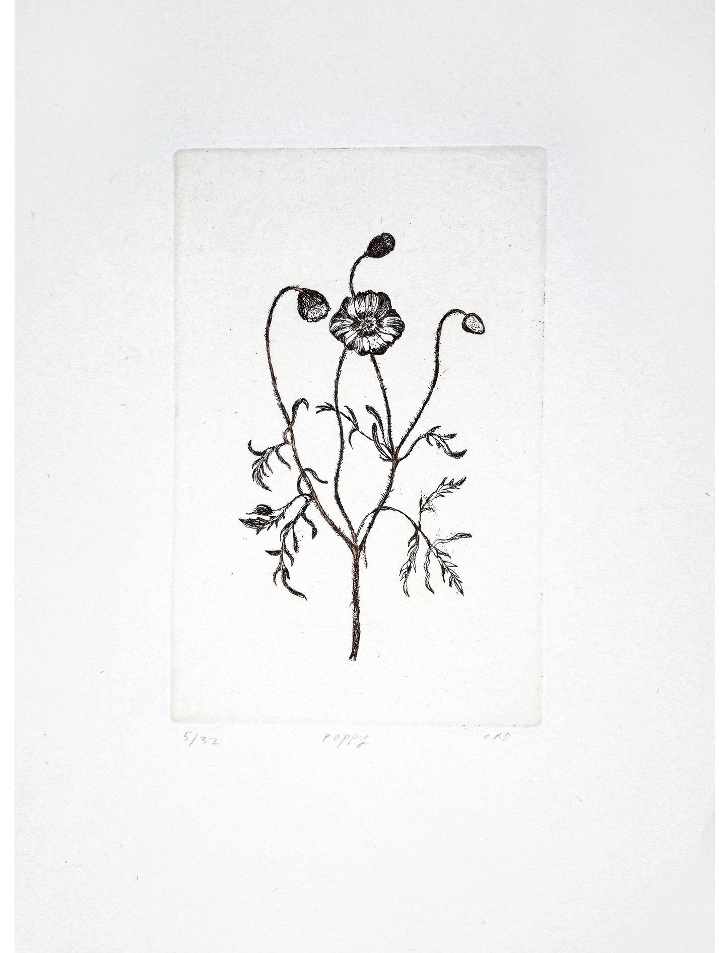 Etching (Poppy)