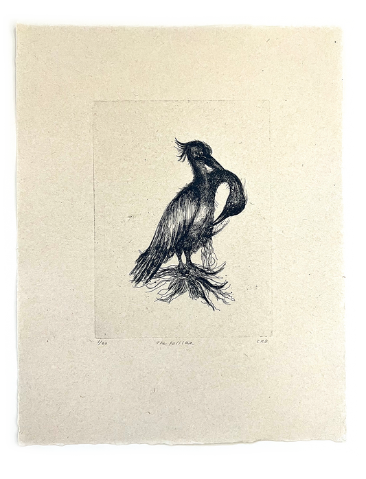 Etching (Pelican)