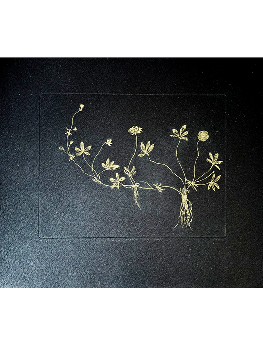Etching (Wild flower)